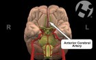 Normal Anatomy of the Brain
