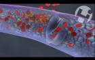 Normal Thrombus Formation