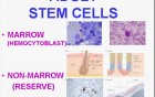 Regeneration and Healing - MSP - 3b