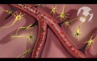 Maternal Fetal Circulation