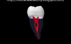 Mandibular Second Molar