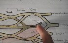 Brachial Plexus - Lecture - Part 1/3