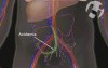 Cardiovascular Effects