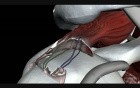Rotator Cuff Surgery