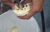 Jack Hammer For Dental Types? Yikes!