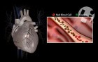 Normal Coronary Anatomy and Physiology