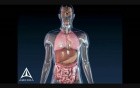 Asthma Animation - 3D Medical Animation