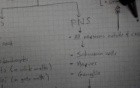 CNS and PNS - Neuroanatomy Lectures - 8