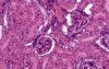 Kidney - Histology