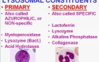 Inflammation - MSP - 2d