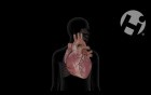 Normal Cardiac Physiology