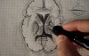 Internal capsule and nuclei - Neuroanatomy Lectures - 31