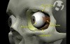Mechanism of Blindness