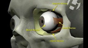 Mechanism of Blindness