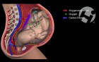 Maternal Fetal Circulation