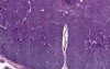 Spinal Cord - Histology