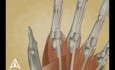 Trigger Finger 3D Medical Animation 