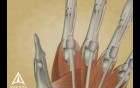Trigger Finger 3D Medical Animation 