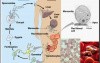 Infectious Diseases - MSP - 8q
