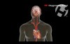 Normal Aortic Blood Flow