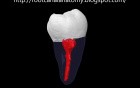 Mandibular Third Molar