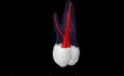 Maxillary First Molar
