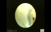 In Vivo Evaluation of Early Embryo Development and Its Surrounding Environment 
