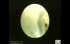 In Vivo Evaluation of Early Embryo Development and Its Surrounding Environment 