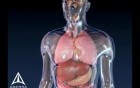 Asthma - 3D Medical Animation
