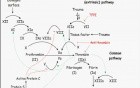 Hemodynamic Disorders, Thromboembolic Disease and Shock - MSP - 4f