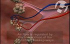 Lung Anatomy and Function