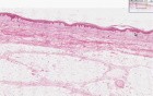 Introduction - Histology
