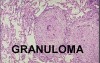 Infectious Diseases - MSP - 8j