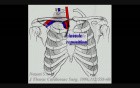 Transcervical Approach For Resection Of Lung Tumors Invading The Thoracic Inlet Sparing The Clavicle