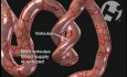 Peristalsis and Nutirent Absorption in the Bowel