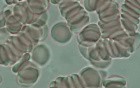 Red blood cell