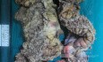 Synchronous Cancers, Familial Adenomatous Polyposis (27 of 36)