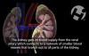 Renal Anatomy and Physiology