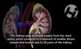 Renal Anatomy and Physiology