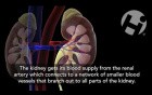 Renal Anatomy and Physiology