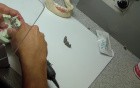Multiunit Implant Bridge Impression