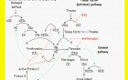 Hemodynamic Disorders, Thromboembolic Disease and Shock - MSP - 4g