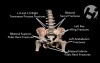 Pelvic Injuries