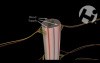 Normal Cord Anatomy and Physiology