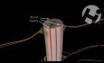 Normal Cord Anatomy and Physiology