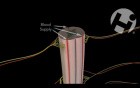 Normal Cord Anatomy and Physiology