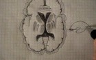 Basal Ganglia - Neuroanatomy Lectures - 30