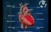 Normal Arterial Blood Supply to the Brain