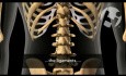 Bone Growth and Back Mechanics