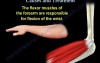 Elbow Pain - Video Lecture